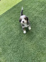 Layton Mini, a male Miniature Bernedoodle for sale in Arthur, IL – 5 of 5