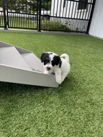 Violet tiny / Toy, a female Miniature Bernedoodle for sale in Arthur, IL – 6 of 7