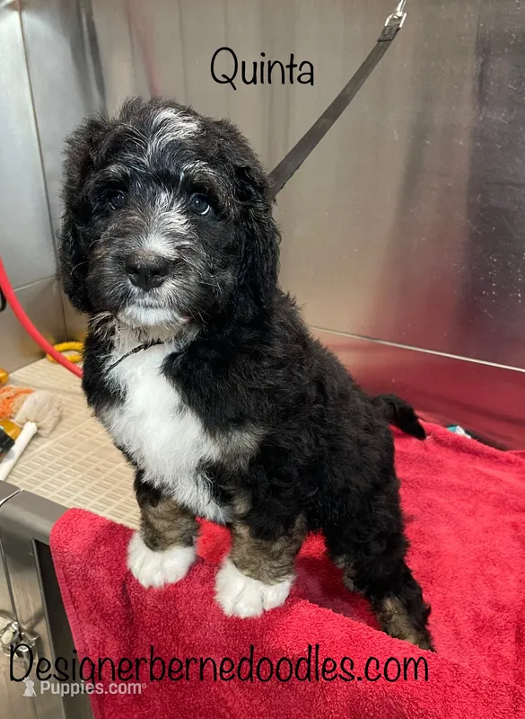 Quinta – Bernedoodle puppy for sale in Arthur, IL