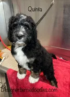 Quinta, a female Bernedoodle for sale in Arthur, IL – 1 of 8