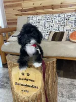 Jane F1b tiny, a female Miniature Bernedoodle for sale in Arthur, IL – 2 of 8