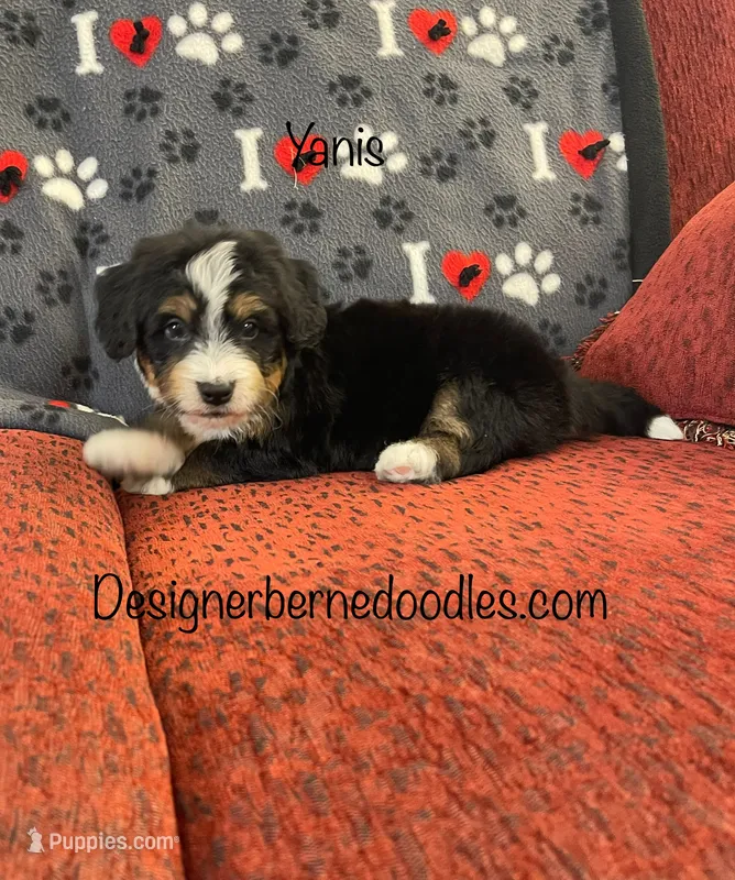 Yanis Mini – Miniature Bernedoodle puppy for sale in Arthur, IL