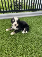 Gracie Mini, a female Miniature Bernedoodle for sale in Arthur, IL – 4 of 5