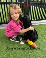 Quinta, a female Bernedoodle for sale in Arthur, IL – 3 of 8