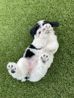 Violet tiny / Toy, a female Miniature Bernedoodle for sale in Arthur, IL – 4 of 7