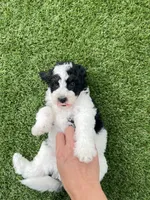 Dalton Tiny, a female Miniature Bernedoodle for sale in Arthur, IL – 2 of 7