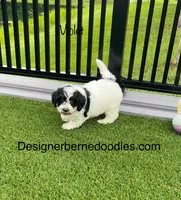 Violet tiny / Toy, a female Miniature Bernedoodle for sale in Arthur, IL – 3 of 7
