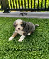 Layton Mini, a male Miniature Bernedoodle for sale in Arthur, IL – 2 of 5