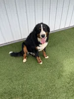 Poppy AKC, a female Bernese Mountain Dog for sale in Arthur, IL – 4 of 9