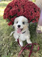Faye Mini, a female Miniature Bernedoodle for sale in Arthur, IL – 5 of 6