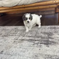 Zain F1b Tiny, a male Miniature Bernedoodle for sale in Arthur, IL – Photo 6 of 6