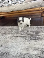 Zain F1b Tiny, a male Miniature Bernedoodle for sale in Arthur, IL – Photo 6 of 6