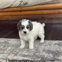 Zain F1b Tiny, a male Miniature Bernedoodle for sale in Arthur, IL – Photo 2 of 6