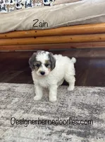 Zain F1b Tiny, a male Miniature Bernedoodle for sale in Arthur, IL – Photo 2 of 6
