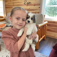 Zain F1b Tiny, a male Miniature Bernedoodle for sale in Arthur, IL – Photo 1 of 6