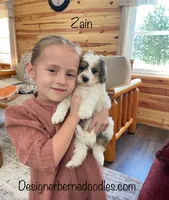 Zain F1b Tiny, a male Miniature Bernedoodle for sale in Arthur, IL – Photo 1 of 6