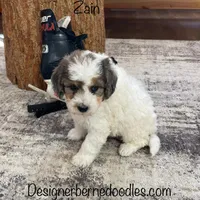 Zain F1b Tiny, a male Miniature Bernedoodle for sale in Arthur, IL – Photo 4 of 6