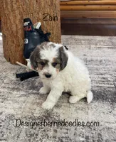 Zain F1b Tiny, a male Miniature Bernedoodle for sale in Arthur, IL – Photo 4 of 6
