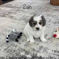 Zain F1b Tiny, a male Miniature Bernedoodle for sale in Arthur, IL – Photo 3 of 6