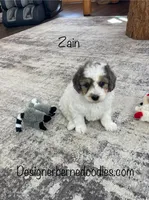 Zain F1b Tiny, a male Miniature Bernedoodle for sale in Arthur, IL – Photo 3 of 6