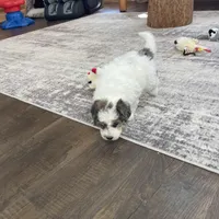 Zain F1b Tiny, a male Miniature Bernedoodle for sale in Arthur, IL – Photo 5 of 6