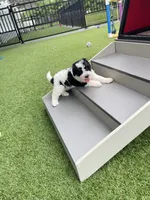 Dalton Tiny, a female Miniature Bernedoodle for sale in Arthur, IL – 5 of 7