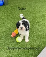 Dalton Tiny, a female Miniature Bernedoodle for sale in Arthur, IL – 7 of 7