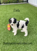 Zelda Tiny/Toy, a female Miniature Bernedoodle for sale in Arthur, IL – 5 of 5