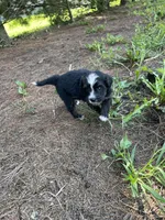 Iris Mini, a female Miniature Bernedoodle for sale in Arthur, IL – 5 of 6