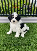Zelda Tiny/Toy, a female Miniature Bernedoodle for sale in Arthur, IL – 3 of 5