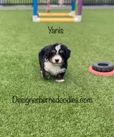 Yanis Mini, a male Miniature Bernedoodle for sale in Arthur, IL – 3 of 6