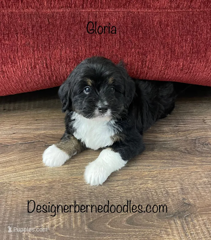 Gloria Mini – Miniature Bernedoodle puppy for sale in Arthur, IL
