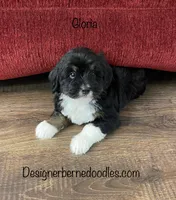 Gloria Mini, a female Miniature Bernedoodle for sale in Arthur, IL – 3 of 8