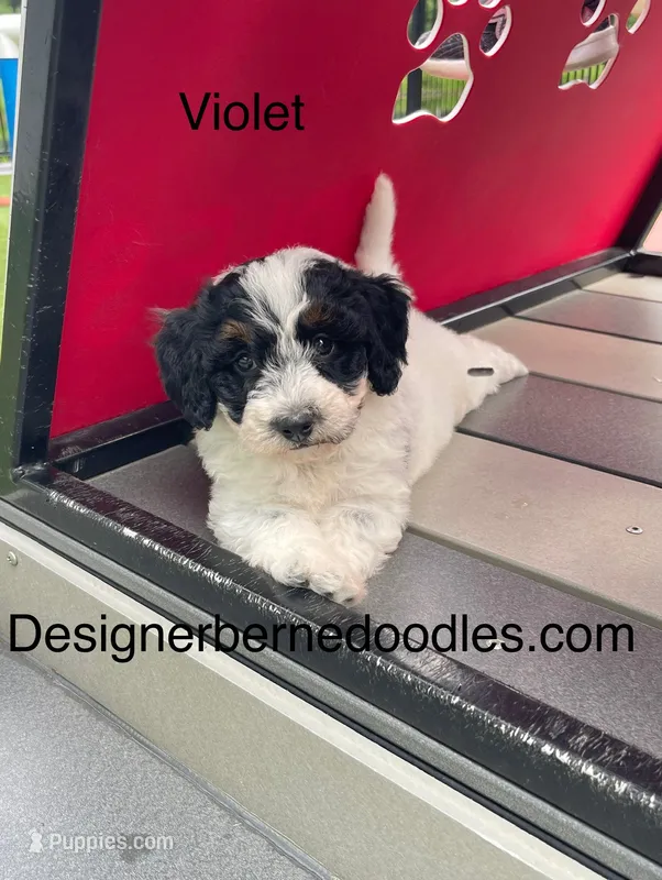 Violet tiny / Toy – Miniature Bernedoodle puppy for sale in Arthur, IL