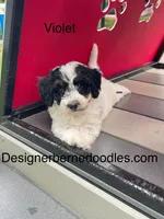 Violet tiny / Toy, a female Miniature Bernedoodle for sale in Arthur, IL – 1 of 7