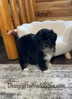 Gloria Mini, a female Miniature Bernedoodle for sale in Arthur, IL – 4 of 8