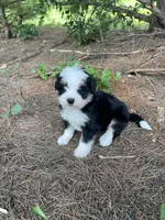 Kade Mini, a male Miniature Bernedoodle for sale in Arthur, IL – 3 of 5