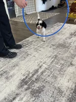 Karina F1b tiny, a female Miniature Bernedoodle for sale in Arthur, IL – 4 of 8