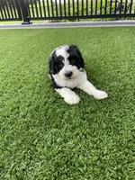 Dalton Tiny, a female Miniature Bernedoodle for sale in Arthur, IL – 4 of 7