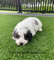 Calvin Tiny, a female Miniature Bernedoodle for sale in Arthur, IL – 2 of 6