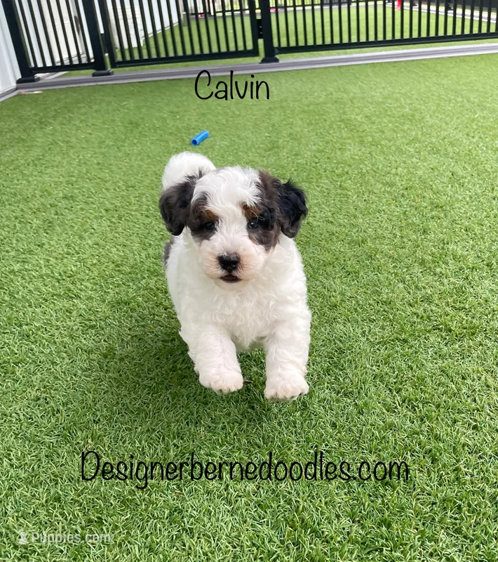 Calvin Tiny – Miniature Bernedoodle puppy for sale in Arthur, IL