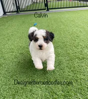 Calvin Tiny, a female Miniature Bernedoodle for sale in Arthur, IL – 1 of 6