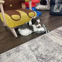 Urias F1b Tiny, a male Miniature Bernedoodle for sale in Arthur, IL – Photo 5 of 6