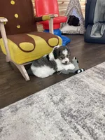 Urias F1b Tiny, a male Miniature Bernedoodle for sale in Arthur, IL – Photo 5 of 6