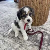 Urias F1b Tiny, a male Miniature Bernedoodle for sale in Arthur, IL – Photo 6 of 6