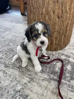 Urias F1b Tiny, a male Miniature Bernedoodle for sale in Arthur, IL – Photo 6 of 6