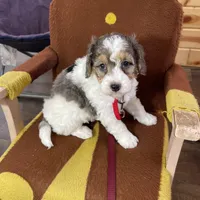 Urias F1b Tiny, a male Miniature Bernedoodle for sale in Arthur, IL – Photo 2 of 6