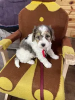 Urias F1b Tiny, a male Miniature Bernedoodle for sale in Arthur, IL – Photo 2 of 6