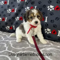 Urias F1b Tiny, a male Miniature Bernedoodle for sale in Arthur, IL – Photo 1 of 6