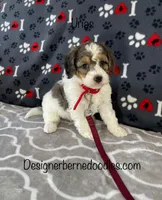 Urias F1b Tiny, a male Miniature Bernedoodle for sale in Arthur, IL – Photo 1 of 6